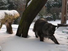 Undercover Coon´s Bild 20 Dezember 2009