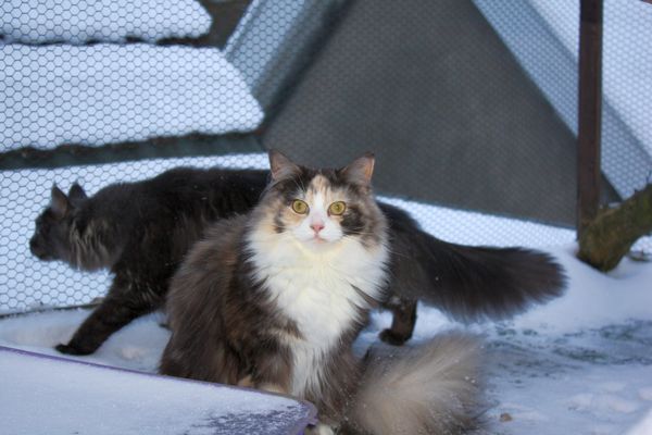 Undercover-Coon´s Bild 5 Januar 2010