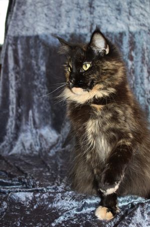 Undercover-Coon´s Bild 2 Februar 2010