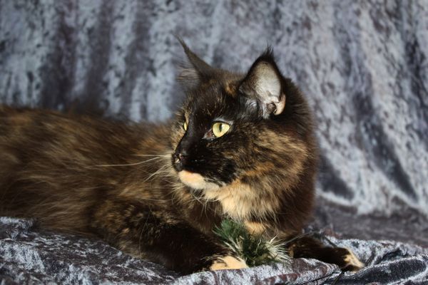 Undercover-Coon´s Bild 4 Februar 2010