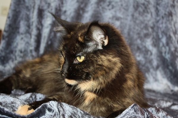 Undercover-Coon´s Bild 5 Februar 2010