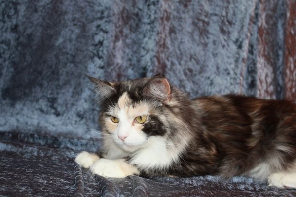 Undercover-Coon´s Bild 6 Februar 2010