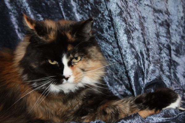 Undercover-Coon´s Bild 7 Februar 2010