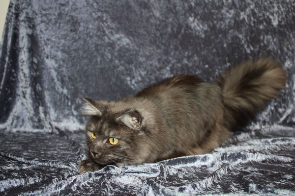 Undercover-Coon´s Bild 10 Februar 2010