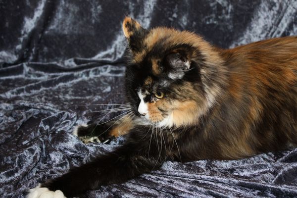 Undercover-Coon´s Bild 15 Februar 2010