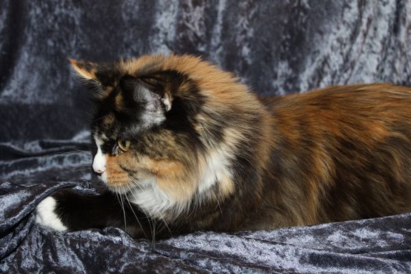 Undercover-Coon´s Bild 16 Februar 2010