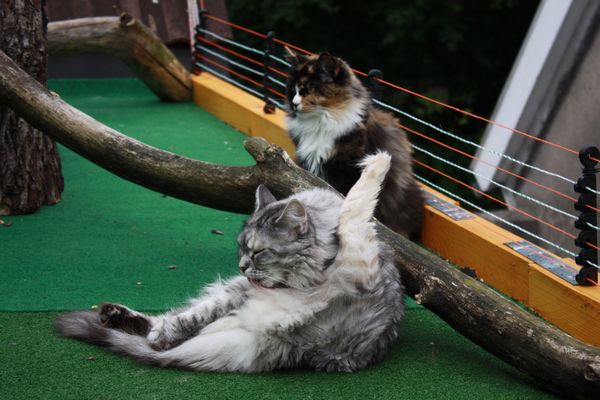 Undercover-Coon´s Bild 2 Juni 2010