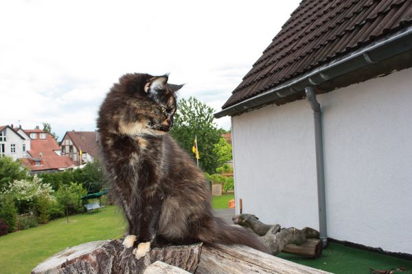 Undercover-Coon´s Bild 9 Juni 2010