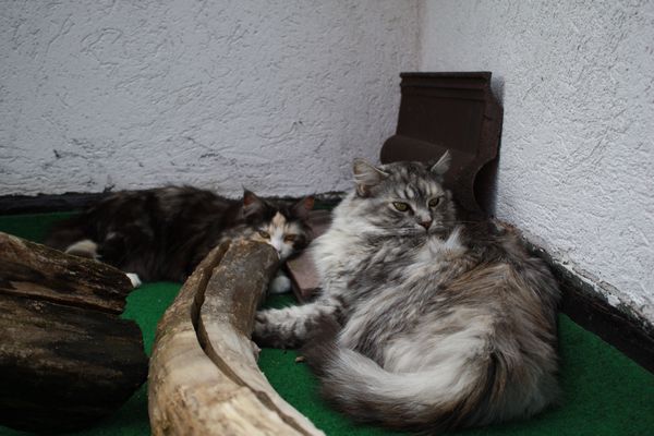 Undercover-Coon´s Bild 11 Juni 2010