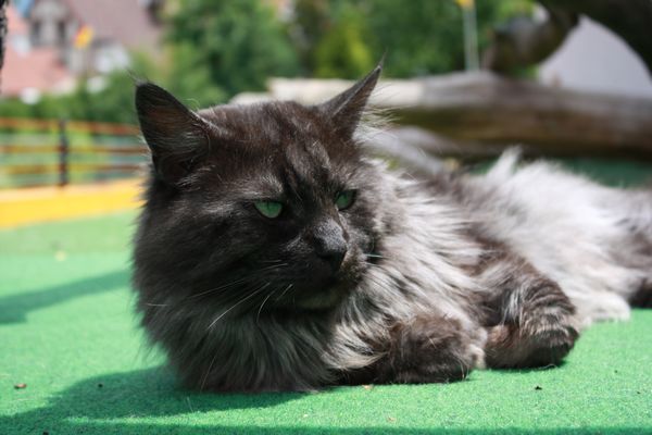 Undercover-Coon´s Bild 14 Juni 2010