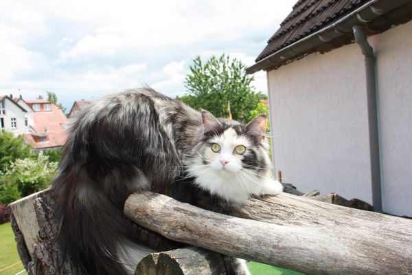 Undercover-Coon´s Bild 16 Juni 2010