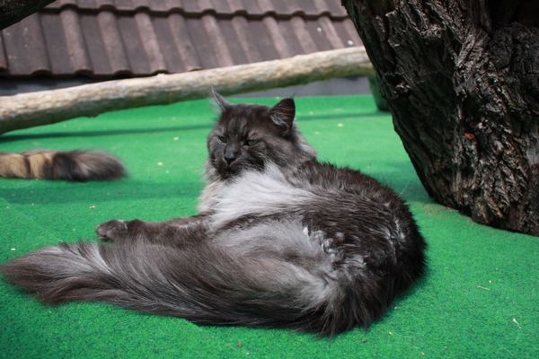 Undercover-Coon´s Bild 17 Juni 2010