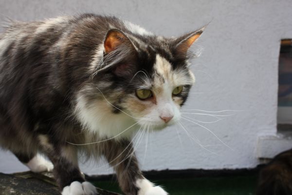 Undercover-Coon´s Bild 18 Juni 2010