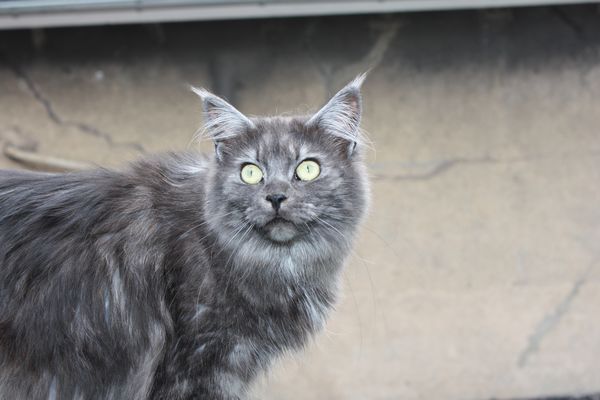 Undercover-Coon´s Bild 27 Juni 2010