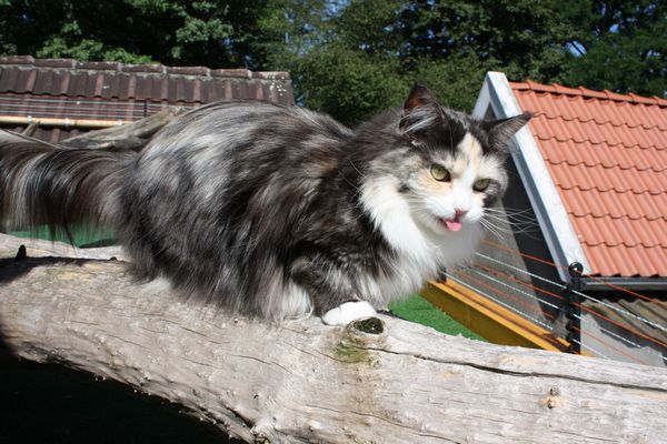 Undercover-Coon´s Bild 1 August 2010