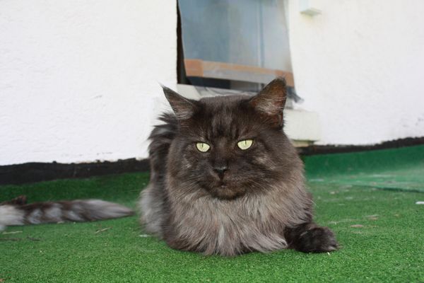 Undercover-Coon´s Bild 2 August 2010