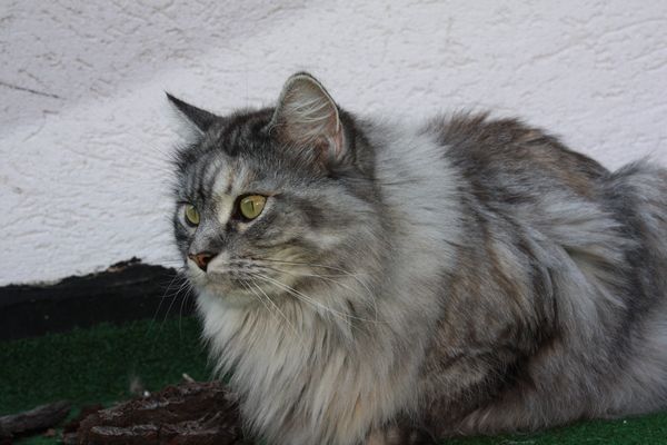 Undercover-Coon´s Bild 3 August 2010