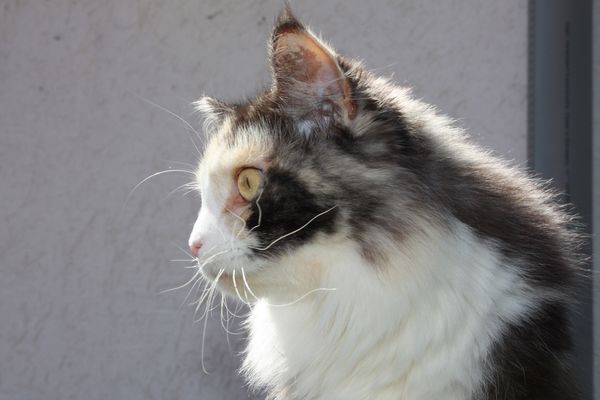 Undercover-Coon´s Bild 4 August 2010