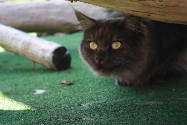 Undercover-Coon´s Bild 7 August 2010