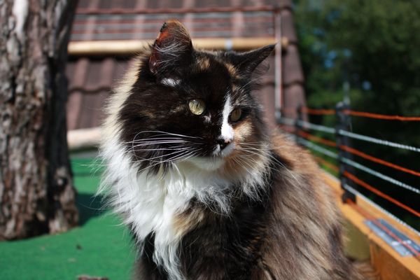 Undercover-Coon´s Bild 9 August 2010