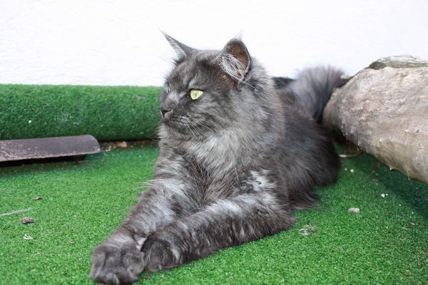 Undercover-Coon´s Bild 14 August 2010