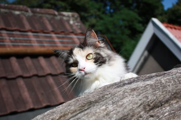 Undercover-Coon´s Bild 16 August 2010