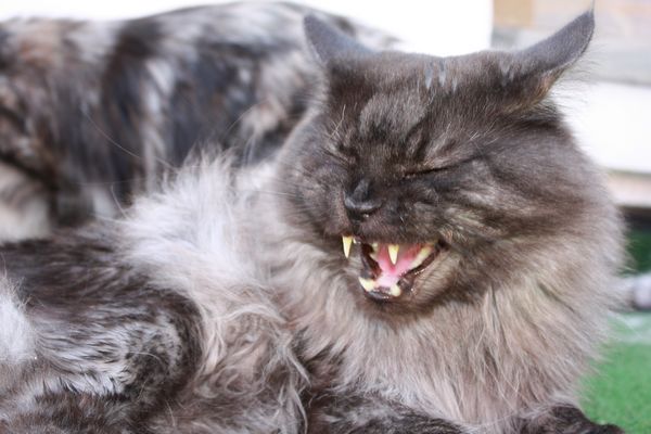 Undercover-Coon´s Bild 24 August 2010