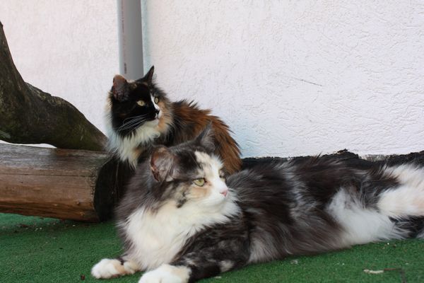 Undercover-Coon´s Bild 25 August 2010