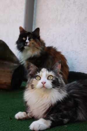 Undercover-Coon´s Bild 26 August 2010