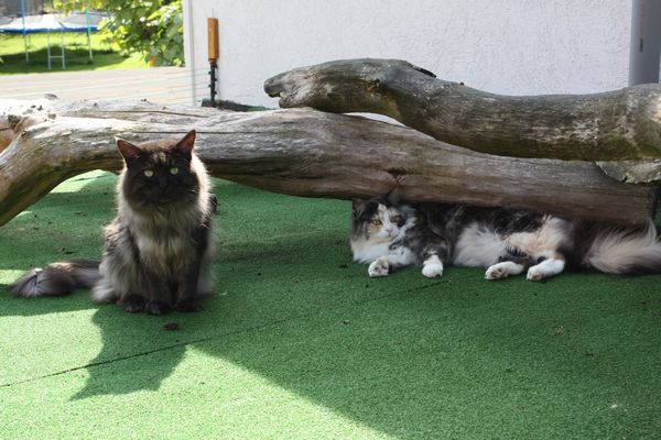 Undercover-Coon´s Bild 2 September 2010