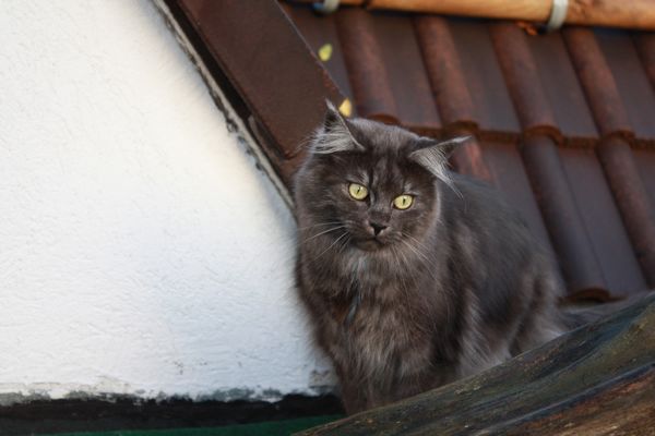 Undercover-Coon´s Bild 29 November 2010