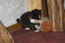 Undercover Coon´s Bild 2 November 2010 Undercover Coon´s Bild 2 November 2010