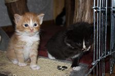 Undercover Coon´s Bild 4 November 2010 Undercover Coon´s Bild 4 November 2010