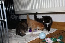 Undercover Coon´s Bild 5 November 2010 Undercover Coon´s Bild 5 November 2010