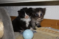 Undercover Coon´s Bild 6 November 2010 Undercover Coon´s Bild 6 November 2010