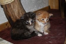 Undercover Coon´s Bild 7 November 2010 Undercover Coon´s Bild 7 November 2010