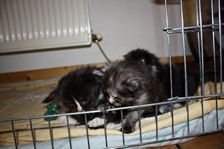 Undercover Coon´s Bild 10 November 2010 Undercover Coon´s Bild 10 November 2010