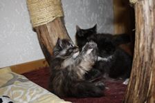 Undercover Coon´s Bild 11 November 2010 Undercover Coon´s Bild 11 November 2010