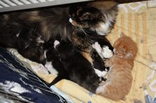 Undercover Coon´s Bild 12 November 2010 Undercover Coon´s Bild 12 November 2010