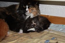 Undercover Coon´s Bild 13 November 2010 Undercover Coon´s Bild 13 November 2010