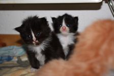 Undercover Coon´s Bild 14 November 2010 Undercover Coon´s Bild 14 November 2010