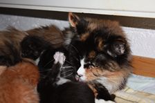 Undercover Coon´s Bild 15 November 2010 Undercover Coon´s Bild 15 November 2010