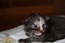 Undercover Coon´s Bild 19 November 2010 Undercover Coon´s Bild 19 November 2010