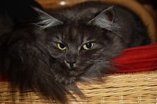 Undercover Coon´s Bild 20 November 2010 Undercover Coon´s Bild 20 November 2010