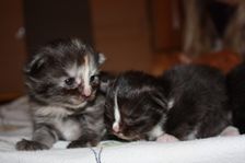 Undercover Coon´s Bild 22 November 2010 Undercover Coon´s Bild 22 November 2010