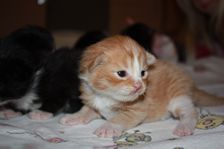 Undercover Coon´s Bild 23 November 2010 Undercover Coon´s Bild 23 November 2010