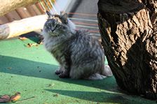 Undercover Coon´s Bild 24 November 2010 Undercover Coon´s Bild 24 November 2010