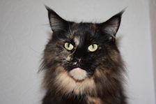 Undercover Coon´s Bild 25 November 2010 Undercover Coon´s Bild 25 November 2010