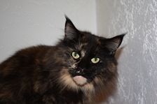 Undercover Coon´s Bild 27 November 2010 Undercover Coon´s Bild 27 November 2010