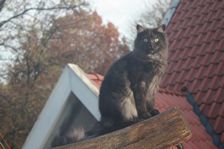 Undercover Coon´s Bild 28 November 2010 Undercover Coon´s Bild 28 November 2010